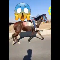 اسب یورقه|اسب و تجهیزات اسبسواری|نیشابور, شهرک رضوی|دیوار