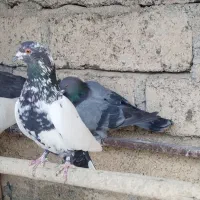 کبوتر ساعتی