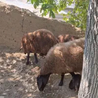 میش وبره ماده هترو وهمو