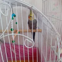 یک عدد عروس هلندی نر
