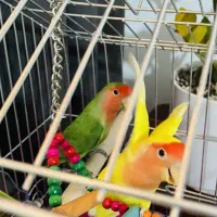 طوطی کوتوله گمشده