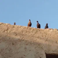 زاغ آبادانی