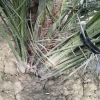 دیمیت|خدمات باغبانی و درختکاری|خورموج, |دیوار