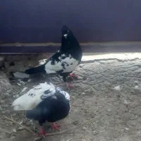 کفتر جوفت کاه