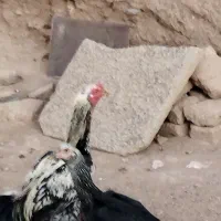 جفت لاری|حیوانات مزرعه|گناباد, |دیوار