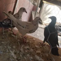 سه تا جوجی نر|پرنده|شیراز, محراب|دیوار