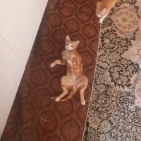 ۳ عدد واگذاری