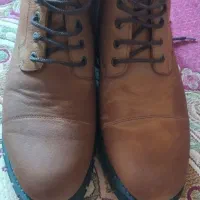 cat|کیف، کفش، کمربند|فورگ, |دیوار