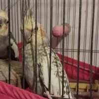 طوطی عروس جفت. نره کاملا حرف میزنه|پرنده|رشت, پل تالشان|دیوار