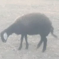 گوسفند بره قوچی و بره پرواری