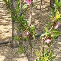 خانه و زمین