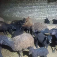 میش وبره|حیوانات مزرعه|طاغنکوه, |دیوار