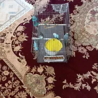 پنج عدد مرغ عشق سالم با قفس|پرنده|اسلامشهر, شهرک واوان|دیوار