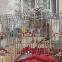 سلام دوتا سهر ی نر مست مست دهن لری