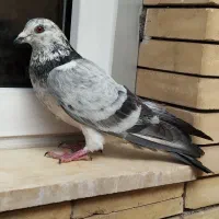 ماده چوخ یامان