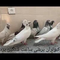 کبوتر پرشی ساعت سنگین