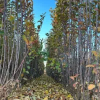 نهال سیب مالینگ زودبارده و پربازده|خدمات باغبانی و درختکاری|سردشت, |دیوار