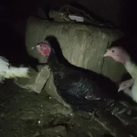 مرغ.محلی15عدرجه.یک