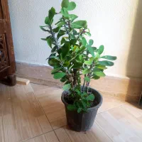 گل /پک ۴تایی