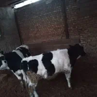 گاو نر|حیوانات مزرعه|چناران, |دیوار