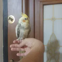 دوعدد عروس هلندی  نرو  ماده