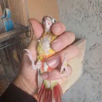 گرینچیک برزیلی