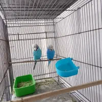 مرغ عشق انگلیسی|پرنده|پیرانشهر, |دیوار