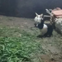 خرگوش نر بالغ