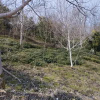 زمین-باغی-2هزار-متری-بوم-خالی-رویاهای-شما