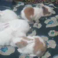 خرگوش لوپ