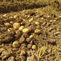 فروش سیب زمینی خوراک|خوردنی و آشامیدنی|کلیائی, |دیوار