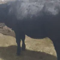 دو راس گوساله سمینتال