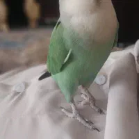 طوطی برزیلی