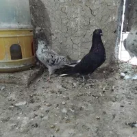 کبوتر طوقی و دم سفید