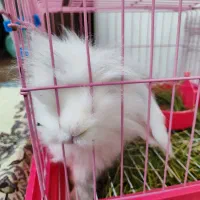 خرگوش لوپ ترکیش