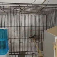 فنچ،فنچ توت فرنگی