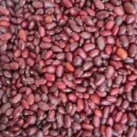 لوبیا قرمز محلی|خوردنی و آشامیدنی|اسفرورین, |دیوار