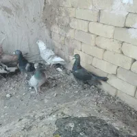 کبوترپلاکی|پرنده|فسا, |دیوار