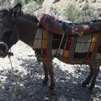 الاغ نر گله ای باری و سواری