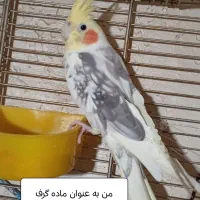 عروس هلندی نر معاوضه باماده|پرنده|کرج, شهرک طالقانی|دیوار