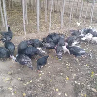 بوقلمو نروماده۴۰ عدد