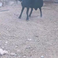 قوچ قره قزل هتروفروشی به شرط دوقلو|حیوانات مزرعه|خنداب, |دیوار