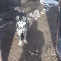 سلام|سگ|مشهد, طرق|دیوار