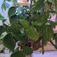 گل  پدیلانتوس و سینگونیوم