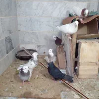 کبوتر نژاد دار