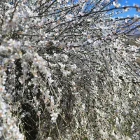 فروش باغچه
