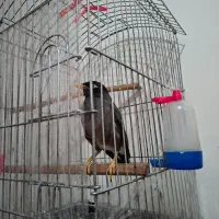 پرنده مینا|پرنده|تهران, جیحون|دیوار