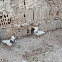 کبوتر طوقی. صدا کن.