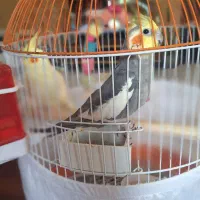 یه جفت عروس هلندی زیبا زیرقیمت