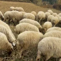 فروش گوسفند وبز داشتی وگوشتی|حیوانات مزرعه|توتکابن, |دیوار